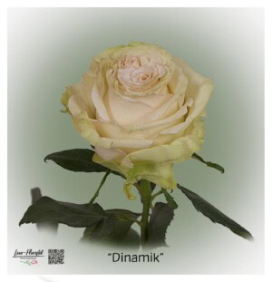Ecuador Rose Dinamik