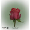 Ecuador Rose Hard Rock