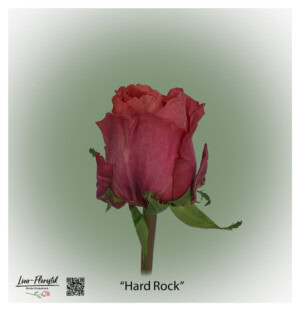 Ecuador Rose Hard Rock