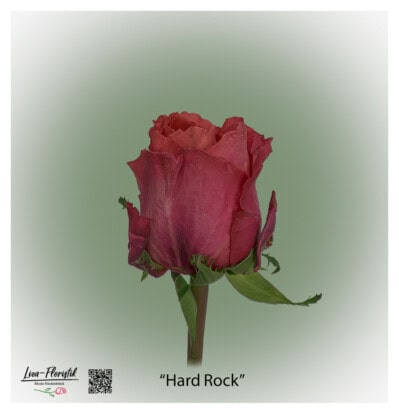 Ecuador Rose Hard Rock
