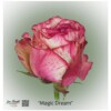 Ecuador Rose Magic Dream