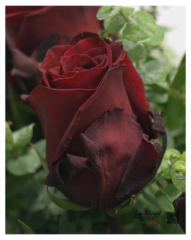 Velvety dark red Ecuador Rose Explorer - iconic premium rose for strong, elegant greetings of love