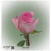 Ecuador Rose Jet Set