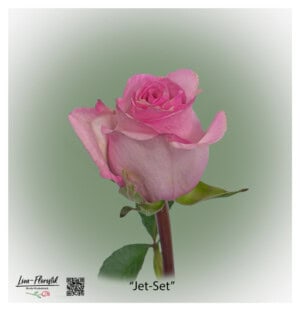 Ecuador Rose Jet Set