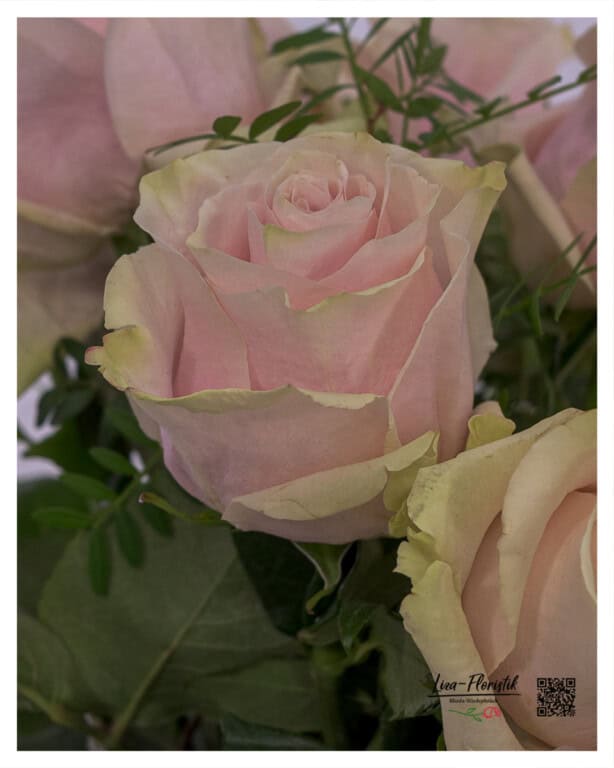 High quality pink Ecuador rose - part of the 12 rose birthday bouquet