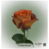 Ecuador Rose Coffee Break