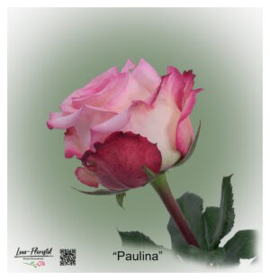 Ecuador Rose Paulina