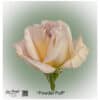 Ecuador Rose Powder Puff