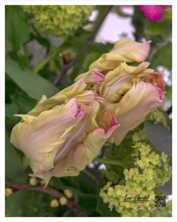 Parrot tulips in detail