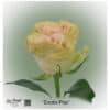 Ecuadorian Rose Exotix Pop