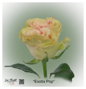 Ecuadorian Rose Exotix Pop