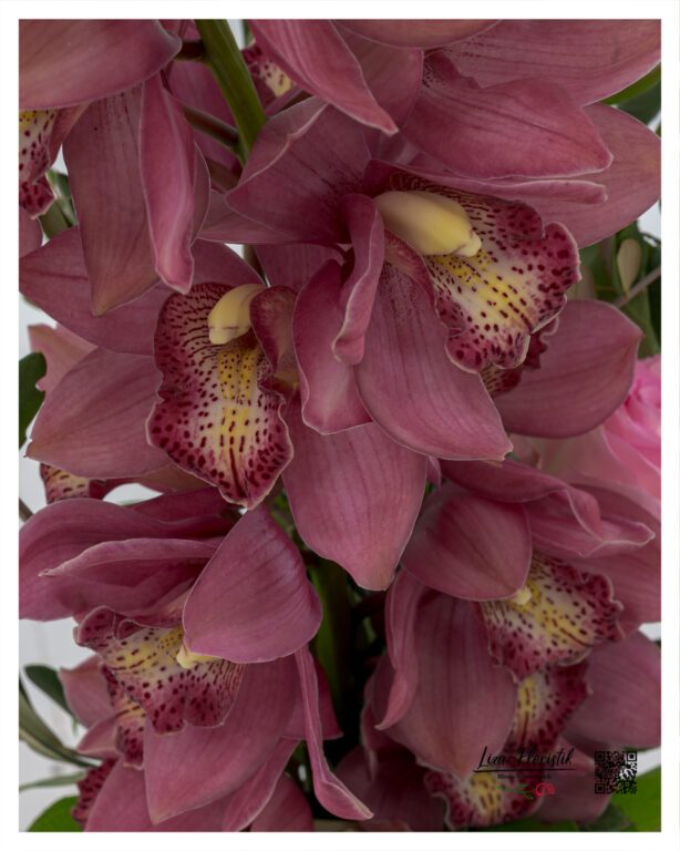 with an exotic appeal as a special floral gift
